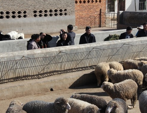 桂书记一行到鹏远牧业走访慰问